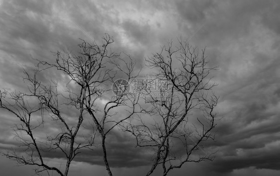 在黑暗的戏剧天空和白云背景上剪影死树为和平的亡绝望的概念悲伤自然和悲伤的情感背景死枝独特的图案夜晚寒冷抽象图片