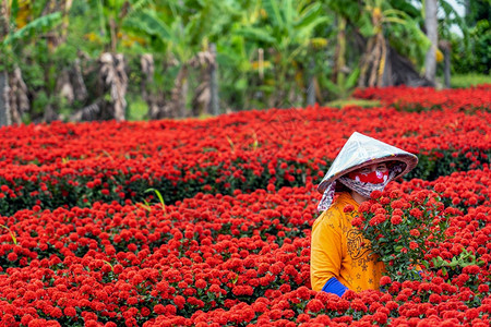 自然越南农民在SadecDongThap省vietnam传统和文化概念中与红花园合作植物十二月图片