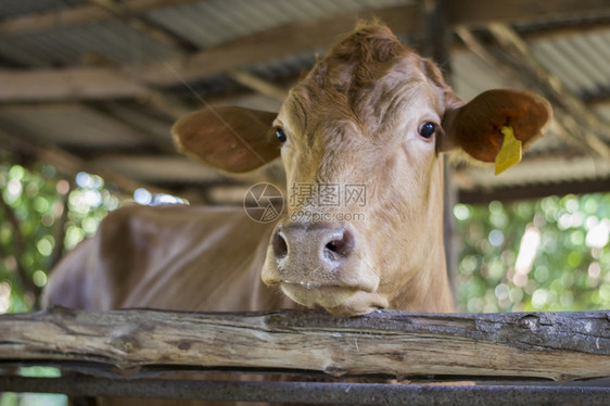 在牛棚农场业牧和畜的牛群集农和畜牧概念中吃饲料的布朗牛紧闭有机肉树种植的肖像小牛动物图片