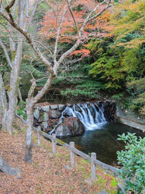 叶子秋天日本大阪Minooo或Minoh公园的瀑布日本大阪最古老的公园之一户外运河图片