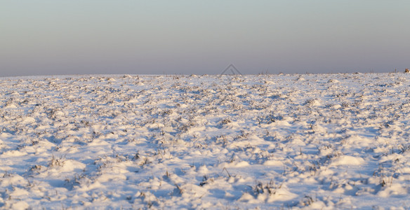 纯度照片背景中的蓝色天空聚焦于雪下的地平线青草在雪下面的原上粉红色寒冷的一月图片