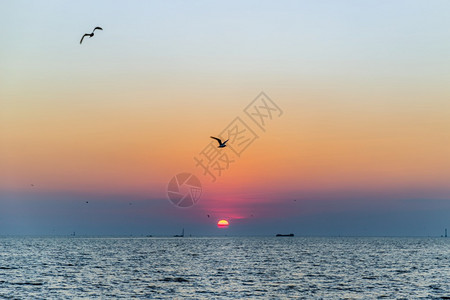 以美丽的日落空间为背景的海鸥在洋上飞过用于文字选择焦点旅行云太阳图片