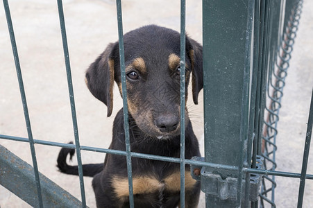 小狗沮丧庇护所可爱的狗围栏等待被采用高分辨率照片可爱的狗围栏等待被采用高品质照片图片
