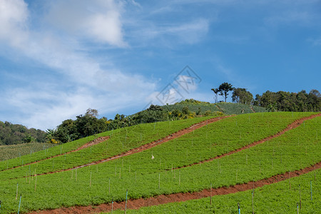 生长泰国北部山丘上当地园丁有机植物位于泰国北边亚洲营养图片