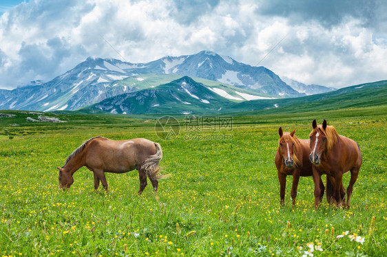 农场棕色的在俄罗斯阿尔泰山区谷放牧的野马白雪皑图片