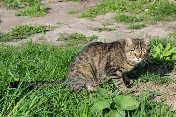 好奇的支柱灰尖细心猫准备攻击绿草聪明的图片