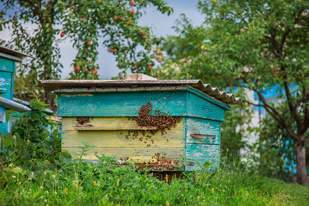 野生动物一群蜜蜂在农场花园养的旧木箱上拥而至避风晒太阳好一群蜜蜂在农场花园养的旧木箱上住得很好健康乡村的图片