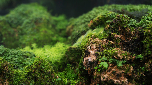 溪流为了粗糙的美丽明亮绿苔长大后遮盖着森林中的粗石和地板以巨形观景显示在森林中展露上岩石充斥着天然的苔纹理供壁纸软焦点使用图片