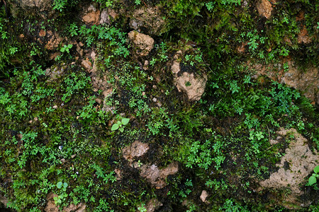 河美丽明亮的绿苔长大后遮盖着森林中的粗石和地板以巨形观景显示在森林中展露上岩石充斥着天然的苔纹理供壁纸软焦点使用植物群瓜拉纳皮图片