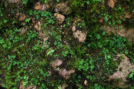河美丽明亮的绿苔长大后遮盖着森林中的粗石和地板以巨形观景显示在森林中展露上岩石充斥着天然的苔纹理供壁纸软焦点使用植物群瓜拉纳皮图片