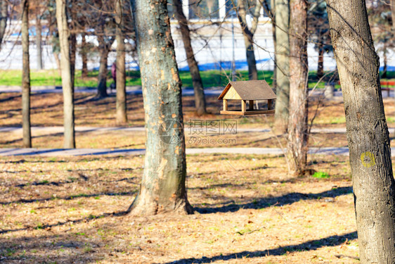 在春城公园背景的一棵树上吊起个木头老鸟饲料器明春初将木头鸟饲料器挂在一座城市公园的棵树上乌克兰春天木制的图片