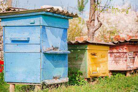 树乡村的养蜂人在农场花园阿皮亚里养殖场的一只老木蜂蜜上群聚集躲避风雨和良好的阳光照射在农场花园中一只老木蜂蜜上图片