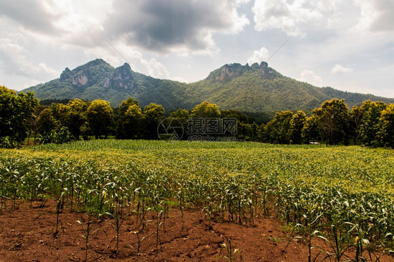 泰国与当地村庄及后面的风景观是林山晨光云蓝天空和美丽的清晨阳光云朵明亮没有重点具体地说爬坡道夏天森林图片