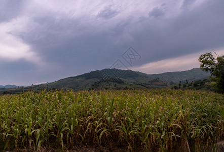 植物泰国与当地村庄及后面的风景观是林山晨光云蓝天空和美丽的清晨阳光云朵明亮没有重点具体地说公园路图片