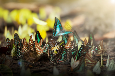 在泰国日出PangSida公园食盐的蝴蝶群聚以盐舔为食森林国民野生动物图片