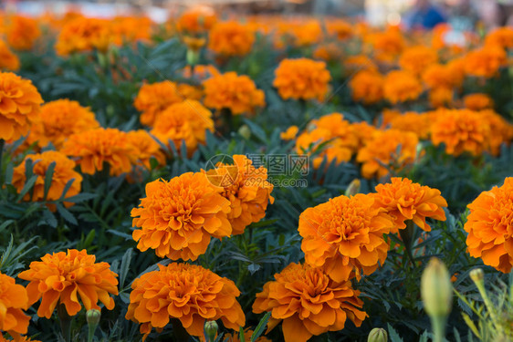 2015年意大利米兰环球博览馆TagetetaPatulaFlowers田野OrangeMarigolds秋天花的草本图片