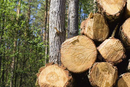 锯和堆放大片固体松木原包括材采伐在一个木工厂加用锯和堆放大原木生态的坚硬黑色图片