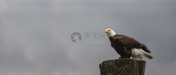 白色的秃鹰侧视线站在树干上有云层的天空背景科学名Haliaeetusleucocephalus黄色的海藻图片