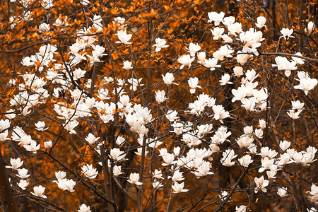 模糊在云南的春林白木兰花开选择焦点景观人们图片
