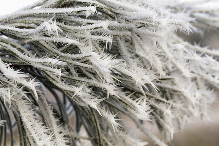 圣诞节森林冬天的雪中青松树覆盖着积雪冬天的白落在树上寒冷温度和植物细节在冰冷的松树上白色图片