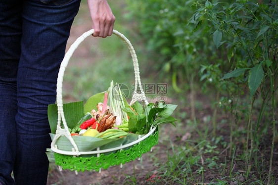 洋葱吃食物篮子中的泰国草药从花园中收集图片