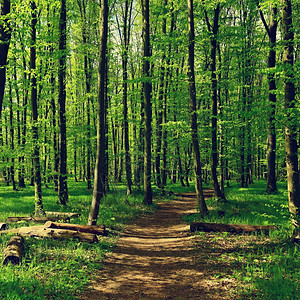 森林中的小道图片