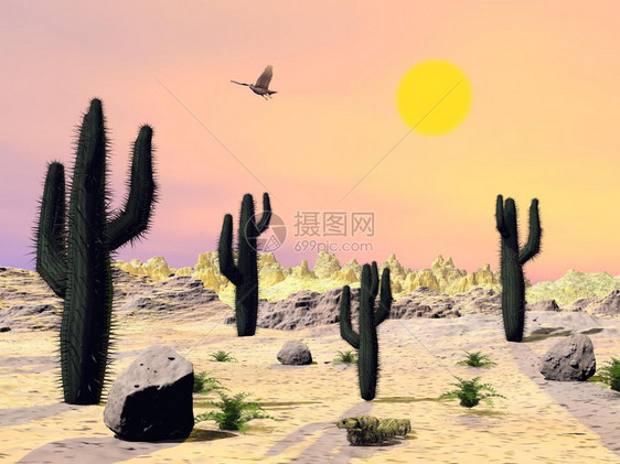 旅行棕色的在沙漠中仙人掌和石头与鹰飞翔在美丽的日落亚利桑那州沙漠西南图片