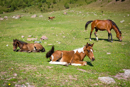 板栗谷绿色马在牧草上山地图片