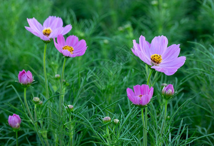 草地上紫色的小花图片