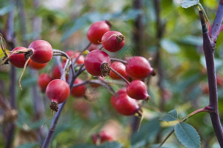 饮料夏天美丽的红玫瑰臀部在灌木丛上抗氧化剂图片