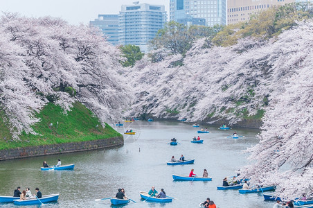 千鸟之渊天空日本东京2013年月4日013年春季的Chidorigafuchi公园是日本东京广受欢迎的清浦地花行进背景