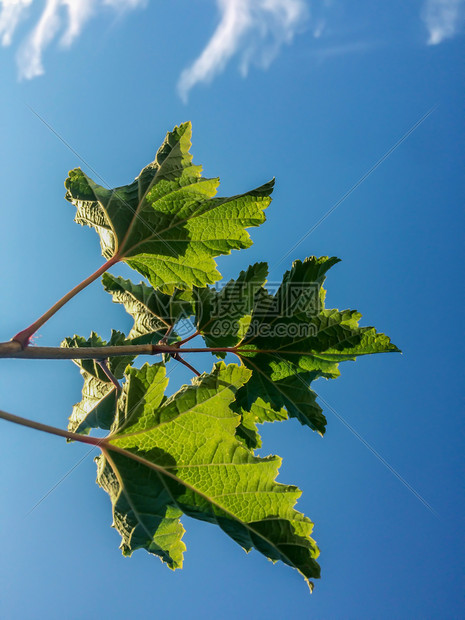 美丽在夏日阳光明媚的蓝天空背景下树枝上黑色草原的绿叶蓝色天空背景下的绿色树叶平原植物花园分支图片