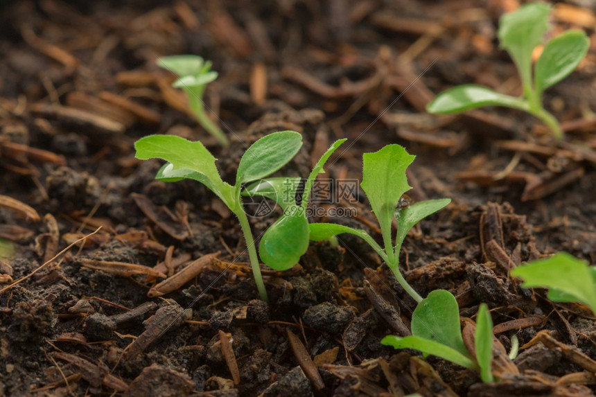 种植生长的料或可以多种方式植可以在土袋中或放托盘花园种子蔬菜图片