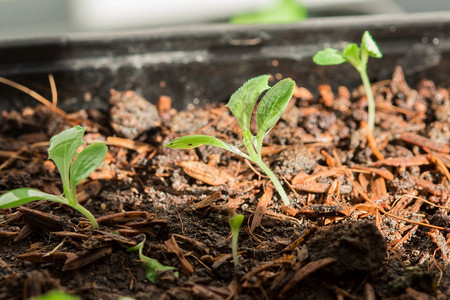 种植生长的料或可以多种方式植可以在土袋中或放托盘种植的地面方法图片