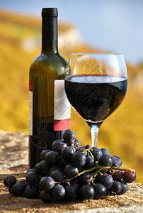 湖红酒和葡萄松瑞士拉沃地区露天葡萄园瑞士植物优质的图片