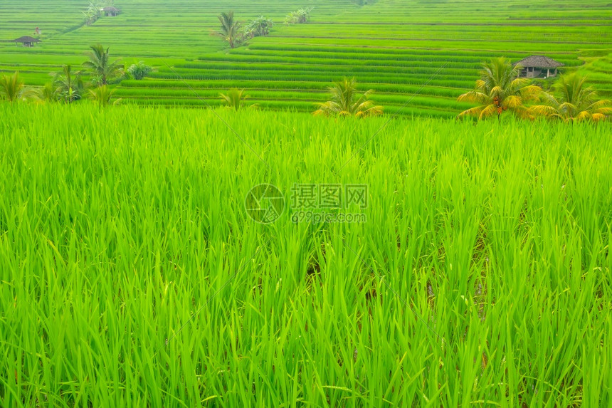 巴厘岛美丽的草地印度尼西亚的稻田地带有一个年轻的小猪棚和棕榈树印度尼西亚田里的青稻种植者图片