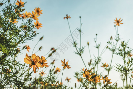 阳光下的花朵图片