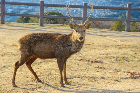 喇叭可爱的禅日本野生友善鹿在奈拉公园Wakakukusa山顶图片