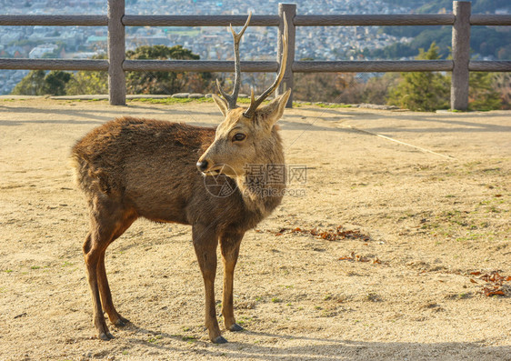 美丽日本野生友善鹿在奈拉公园Wakakukusa山顶野生动物年轻的图片