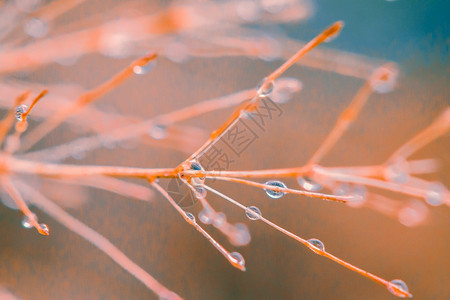 清晨花粉上的水滴子在草上露水雨蓬松的林图片