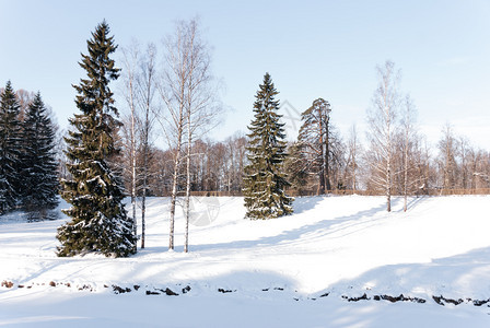 太阳以严冬光照亮的森林为荣圣诞节冷若冰霜图片