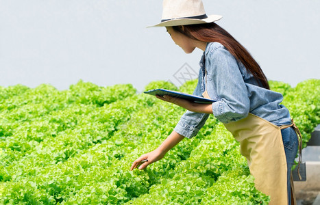 女士工人亚洲在温室水轻光度控制环境概念中亚洲农民妇女拥有剪贴板和生蔬菜沙拉以便在水栽养农场系统中检查质量有机食品图片