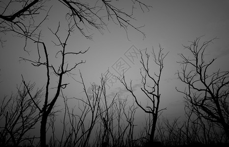 的底角背景孤独悲伤绝望无和绝没有绿叶的黑树枝在森林中恐怖图片素材