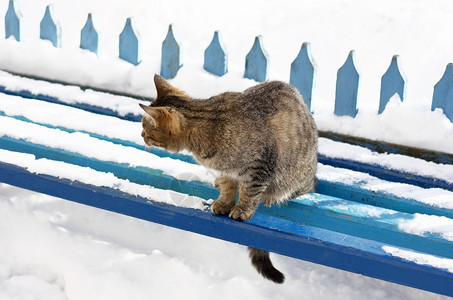 品种一只大条纹猫坐在蓝木板凳上长着雪的椅子上俏皮蓝色的图片