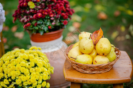 花园桌子上盘里的熟黄梨收获秋的有机水果花园桌子上盘里的熟黄梨农场为了夏天图片