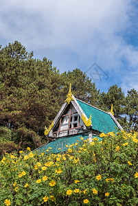 万寿菊植物墨西哥人泰国传统风格的古老展馆在山顶上树田泰国北部的春天开花山峰上这里是泰国北部图片