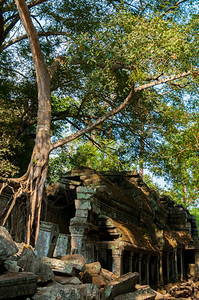 旅行灵吴哥的寺庙建筑上树在吴哥子山寺庙建筑上东南图片