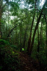 林中小路太阳背包客山林中在晨日光照耀下行走的女远足者泰国背景