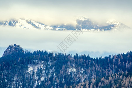 山中冬季和雾云层在木雪坡上多云的天气森林山中的雾和云蒙荒野树木图片