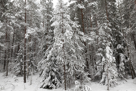 冷冻冬季雪在下后出现冬季的雪流在天飘动季松树重新造林图片